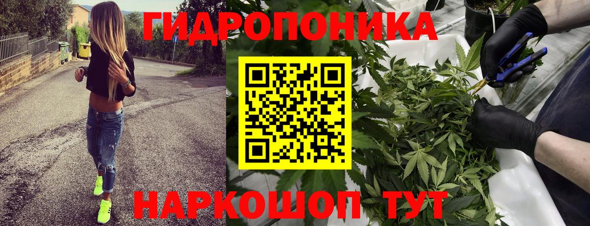 Каннабис сатива Тольятти